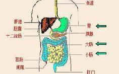 消化系统手绘图,手绘图中的奥秘揭示